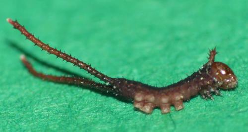 Cerura erminea